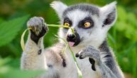 Lov na lemure postaje unosan posao: Godišnje se na Madagaskaru pojede čak 13.000 ovih životinja