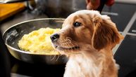 Da li psi mogu da doručkuju kajganu? Ovo je provereni recept koji preporučuje većina veterinara