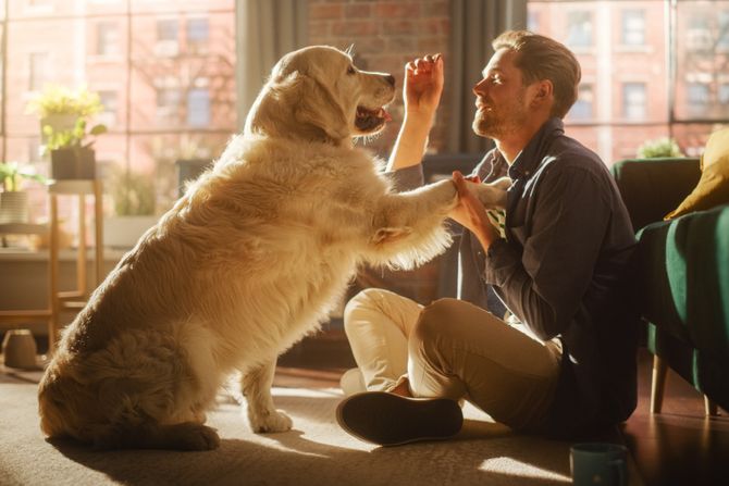 Pas vlasnik stan ,pas i muškarac