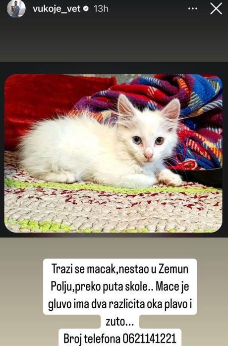 Mačak iz Zemun Polja