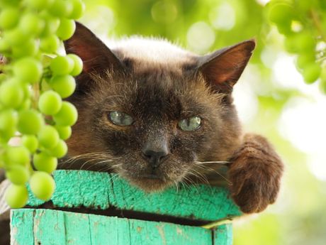 Mačka i grožđe
