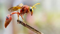 10 životinja koje imaju najbolnije ubode i ugrize: Ujed jednog insekta može da izazove i prevremeni porođaj