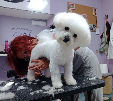 Grumerka Jelena Kolarević i pas Badi