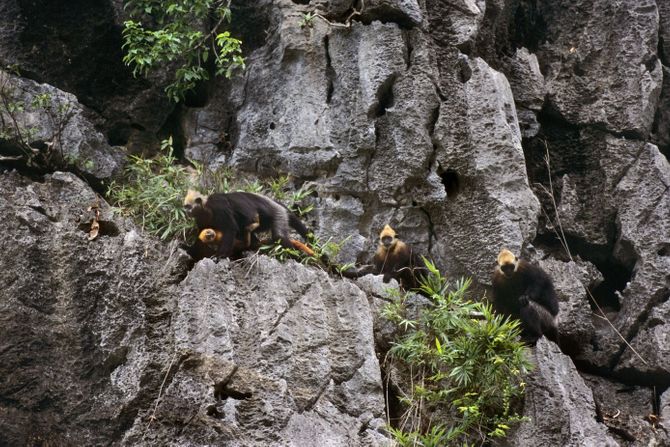 Trachypithecus poliocephalus