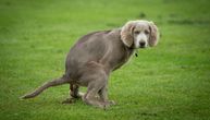 Ako u onome što vaš pas obično ostavi u travi ugledate ovih 5 promena, odmah ga odvedite veterinaru