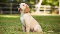 Neodlučni ste između zlatnog retrivera i labrador retrivera: Ne razmišljajte dugo, goldador je pas za vas