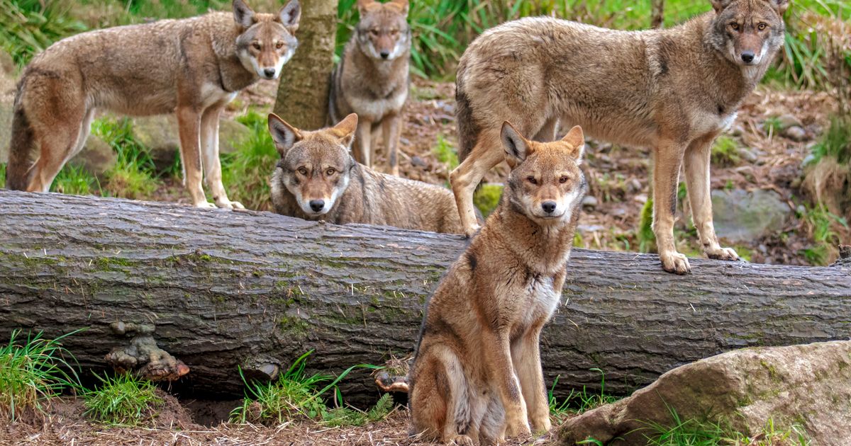 Raste broj vukova u Holandiji: DNK analiza otkrila 131 jedinku