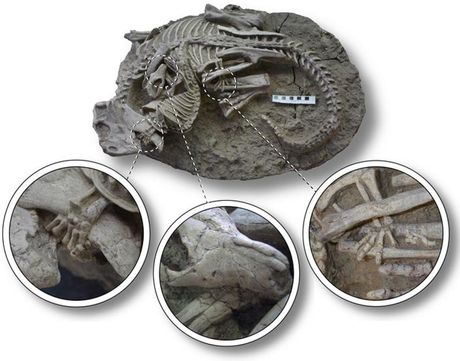 fosil, sisar (Repenomamus) napada dinosaurusa (Psittacosaurus)
