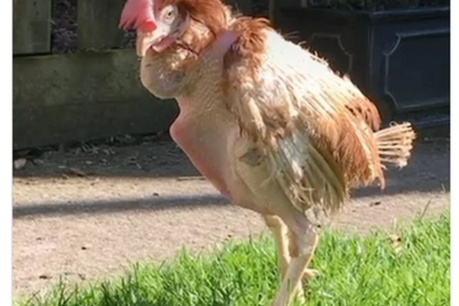 Koka prvi put u travi