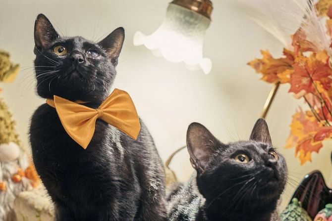 Mačka Dragica i mačak Dragutin