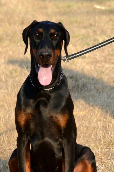 Doberman iz Zrenjanina