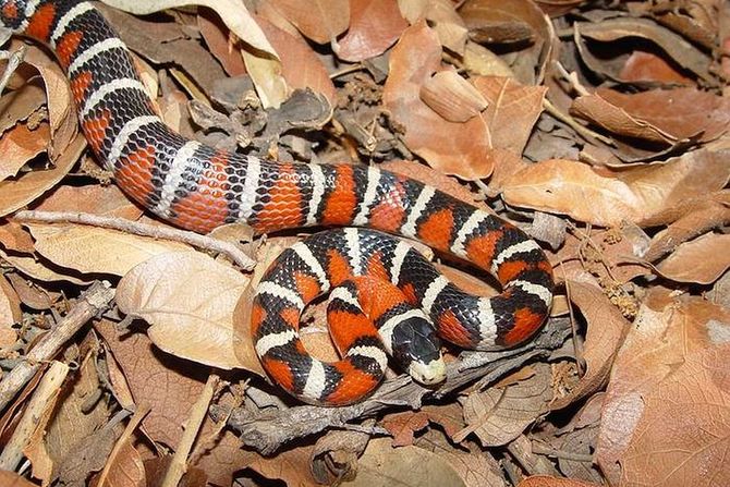 Arizona Mountain Kingsnake