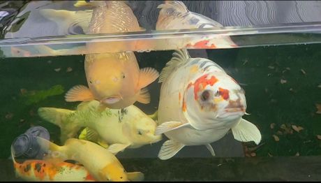 Koi šaran sa likom čoveka