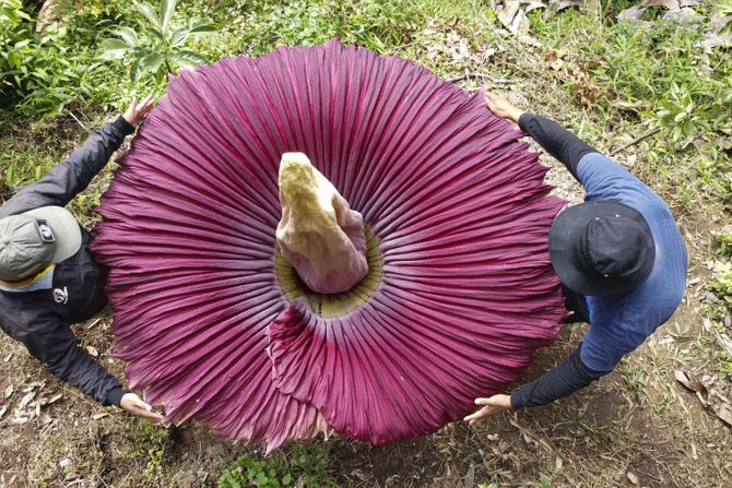 Titan arum ili cvet leš