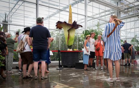 Titam arum ili cvet leš