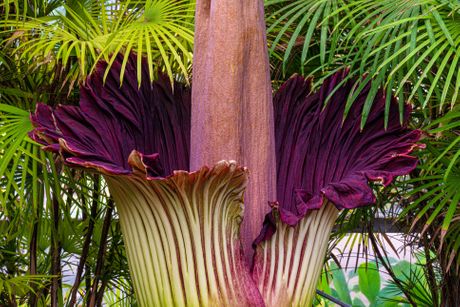 Titan arum