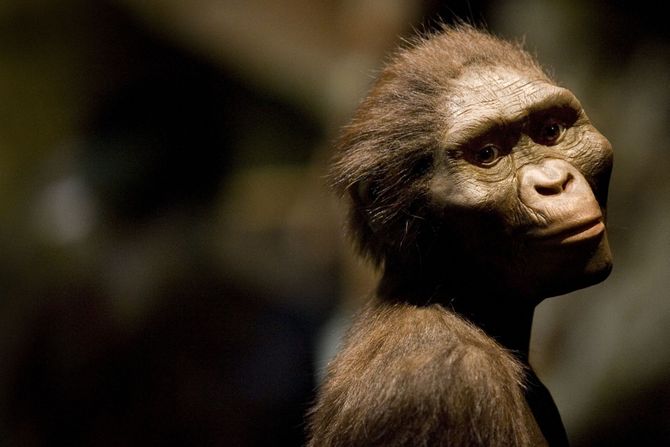 Australopithecus afarensis