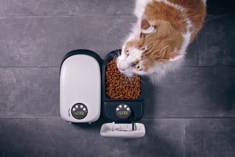 Automatska hranilica za mačku