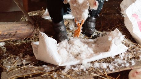 Guske čupanje perja