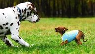Šta da radite ako neki pas napadne vašeg psa na ulici: Saveti stručnjaka koji spasavaju vlasnika i ljubimca
