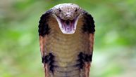 Istina o kraljevskoj kobrI: Osim što je zmijski kanibal, iznenadiće vas i istina o njenom naduvenom vratu