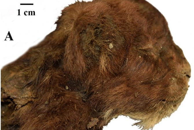 Smilodon, Saber-Tooth Cat