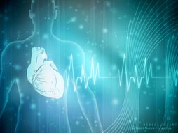 Anatomija srca, srce