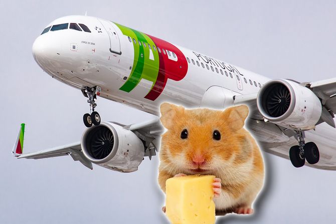 TAP Air Portugal Airbus hrčak