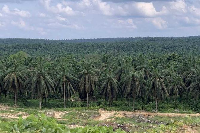 uljane palme, plantaža