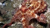 Naučnici proizveli moćan pigment koji omogućava kamuflažu oktopoda