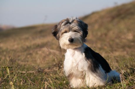 Pas Pufnoslav Flafomir