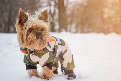 Jorkširski terijer na snegu