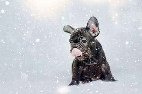 Francuski buldog na snegu