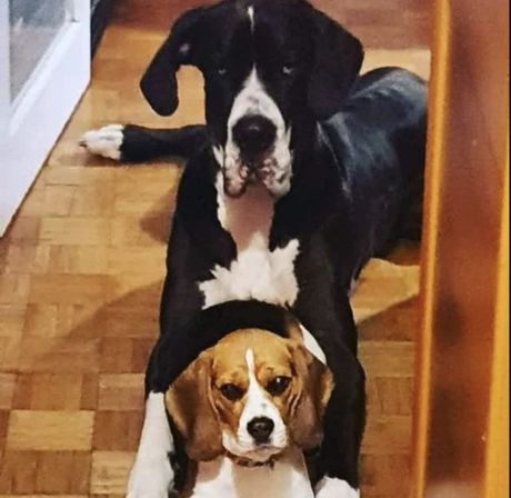 Doga Samson i bigl Dalila