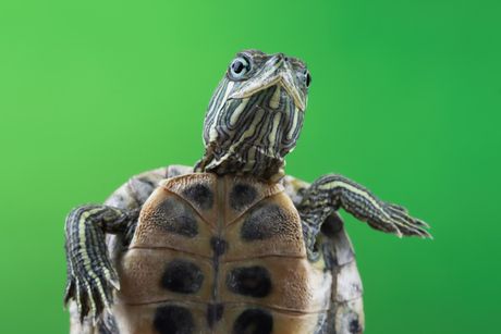 Akvarijumska kornjača