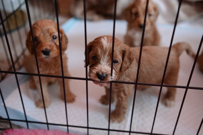 Psi u odgajivačnici