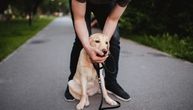 Pas promuklo laje i zviždi dok diše: Dijagnoza je paraliza grkljana, a OVE RASE najčešće obolevaju