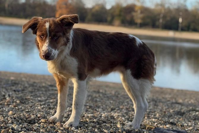 Pas sa Ade Ciganlije