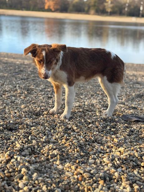 Pas sa Ade Ciganlije