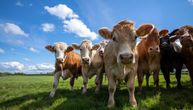 S ovim dodatkom u hrani krave manje podriguju i prde: Naučnici smislili kako da smanje emisiju metana za 40%