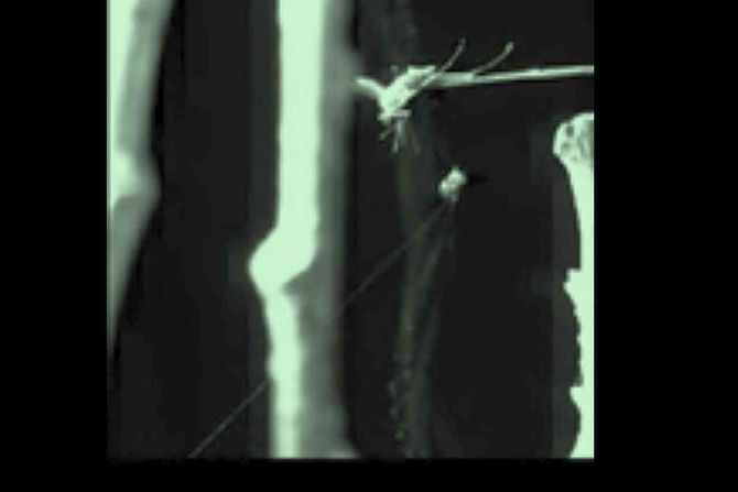 pauk Theridiosoma gemmosum praćka