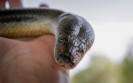 Tajpan iz Australije