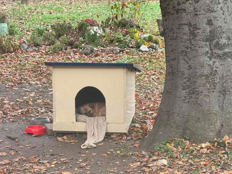 Psi Politehnika škola Zemun