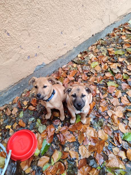 Psi Politehnika škola Zemun