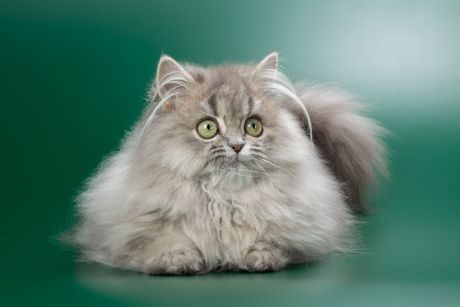 Britanska dugodlaka mačka