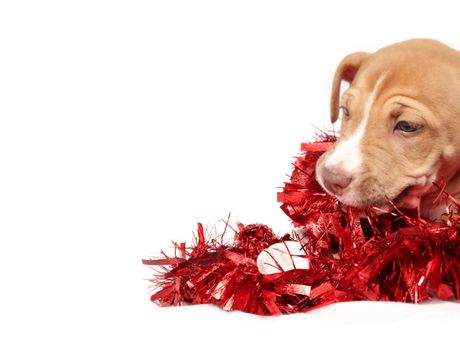 Pas i praznična dekoracija