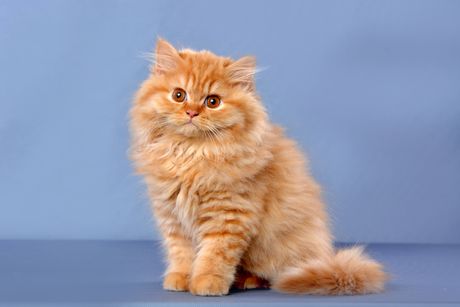 Britanska dugodlaka mačka