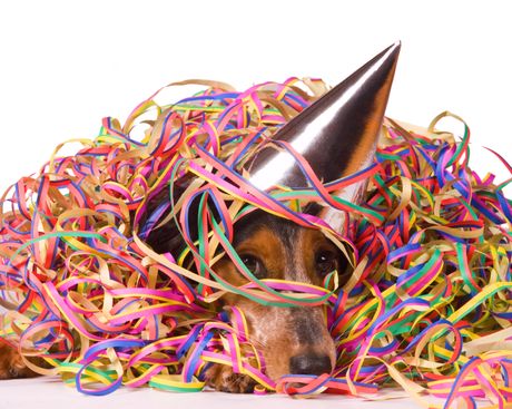 Pas i praznična dekoracija