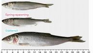 Evolucija brzo rastuće haringe koja se hrani ribom u Baltičkom moru