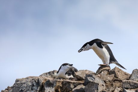 Pingvin poklanja kamenčić ženki